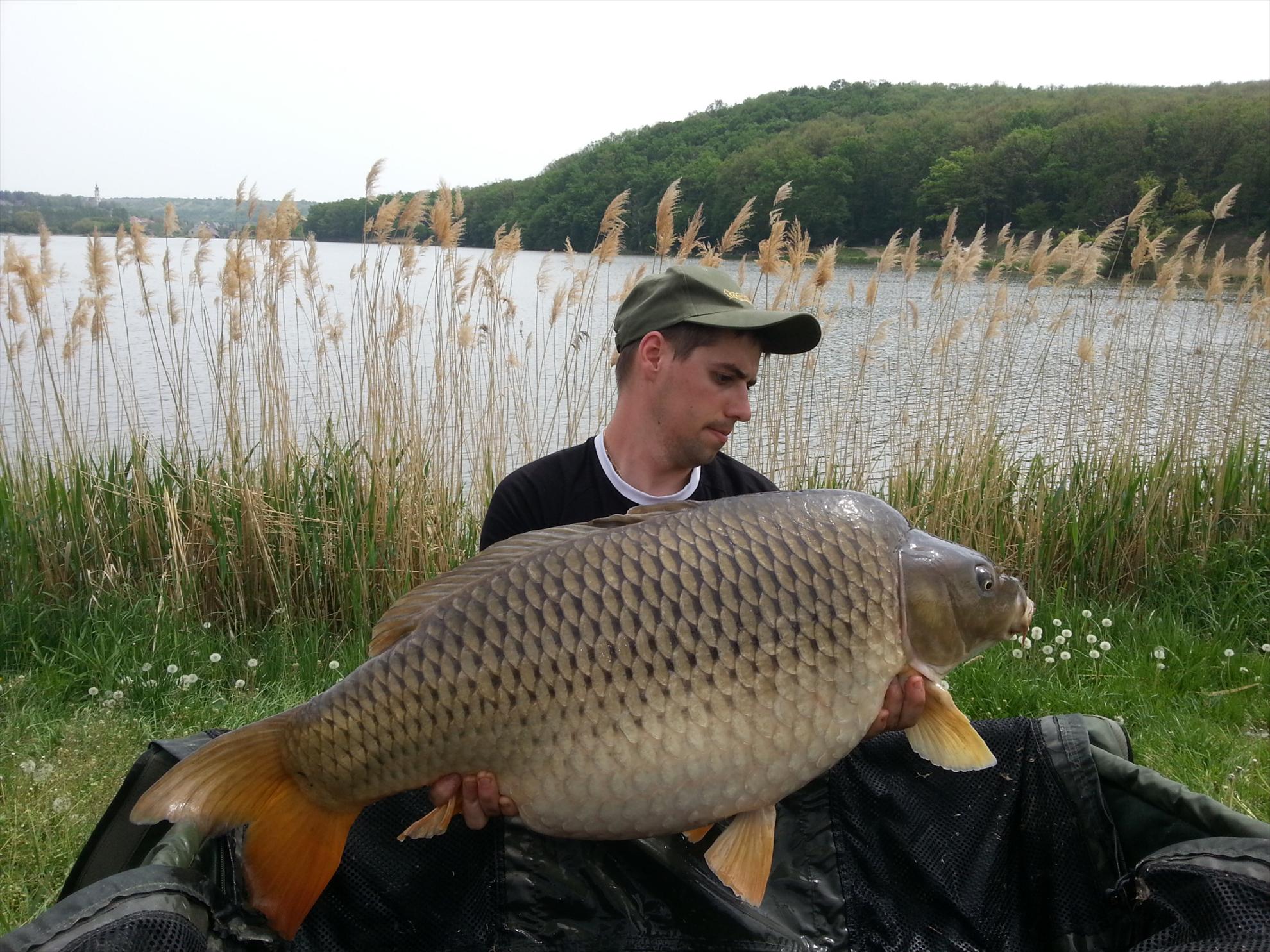 Harsany 1 - 5 mai. - 20 kg